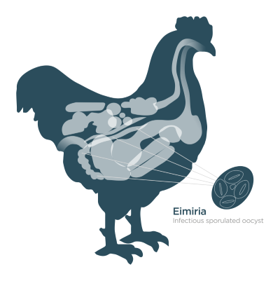 Cocci Maxima_Section 1